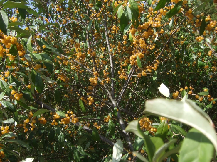 small fruit is growing on trees in the forest