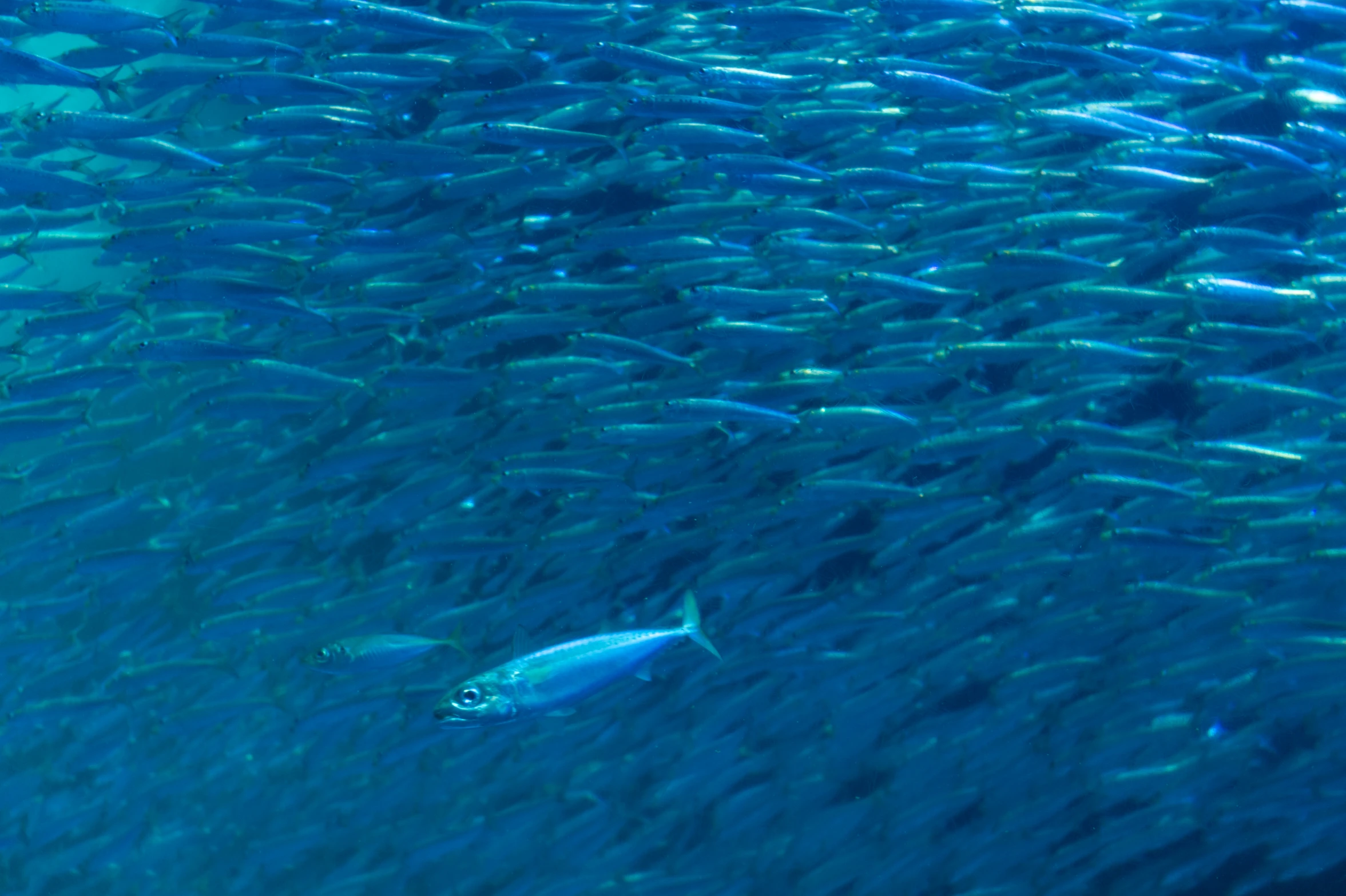 a school of fish swimming in the ocean