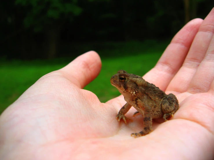 there is a small frog sitting on top of someone's hand