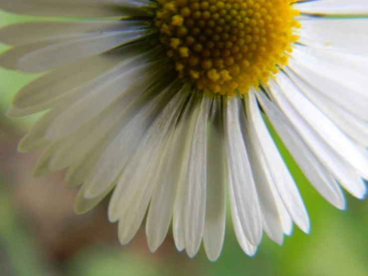 closeup of white and yellow flower with blurry background