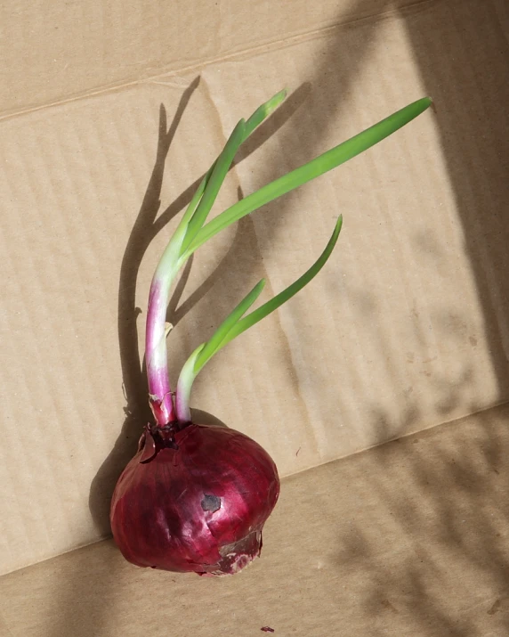 a very large onion that is still on the box