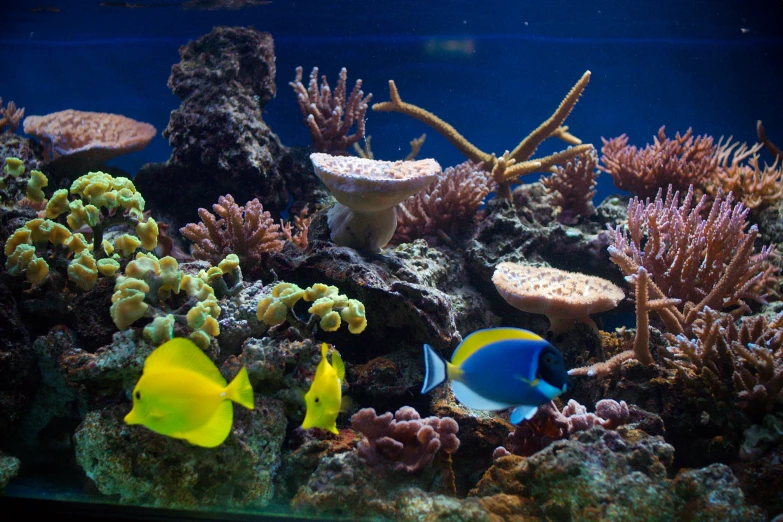 yellow and blue tangerines are swimming in an aquarium