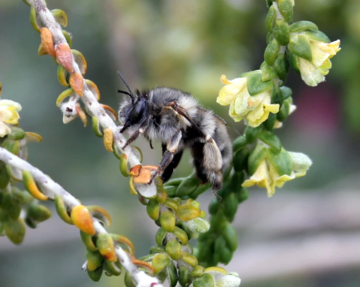 a close up of a bee on a nch