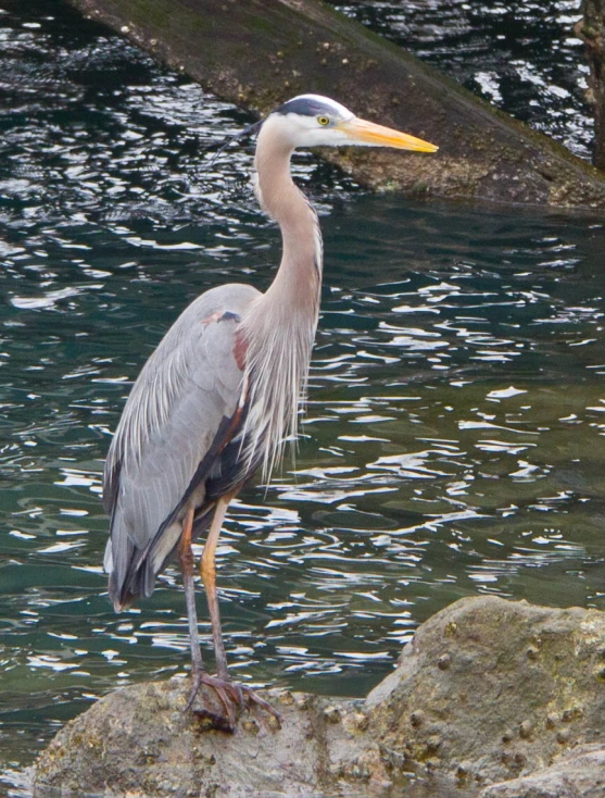 a very big pretty bird by some water