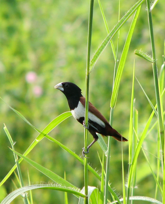 a black and white bird is perched on some grass