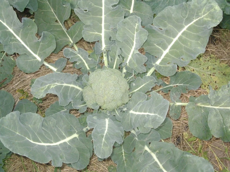 the large green broccoli is growing near other plants