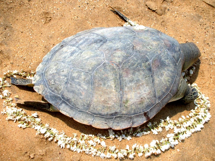 an older tortoise shell with tiny white beads