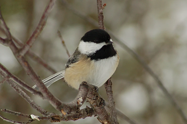 there is a black, brown and white bird sitting on the nch