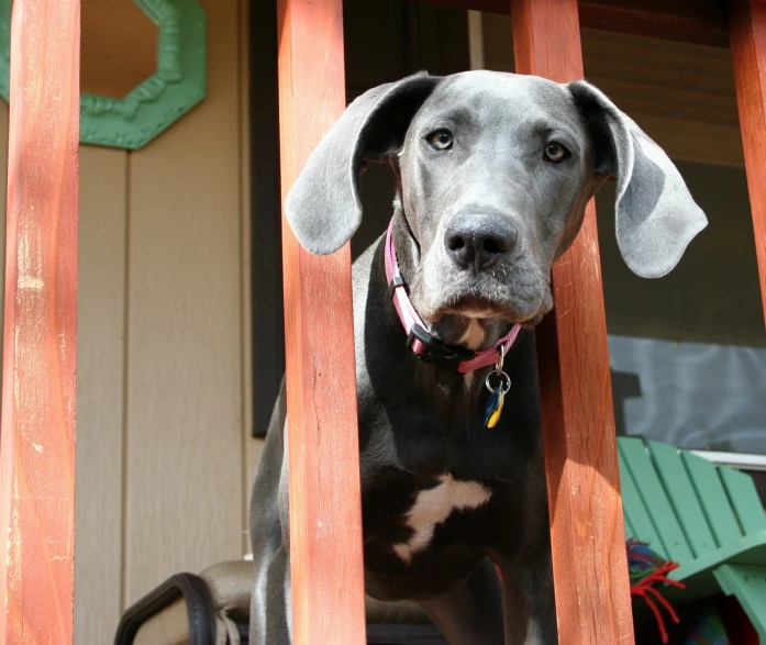 a gray dog stares out from behind a wooden gate