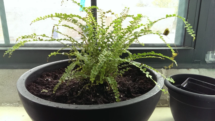 two pots with plants sitting next to each other