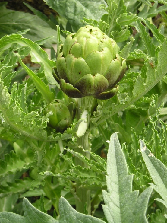 a green flower growing among leaves and stems