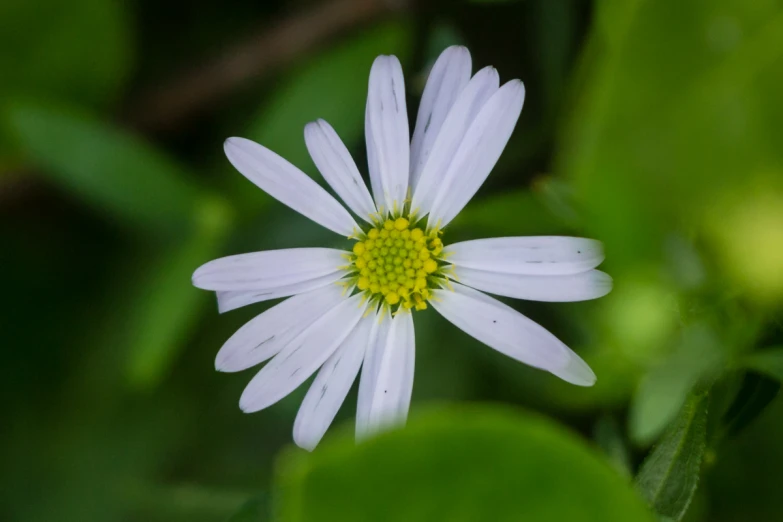 a white and yellow flower with leaves in the background