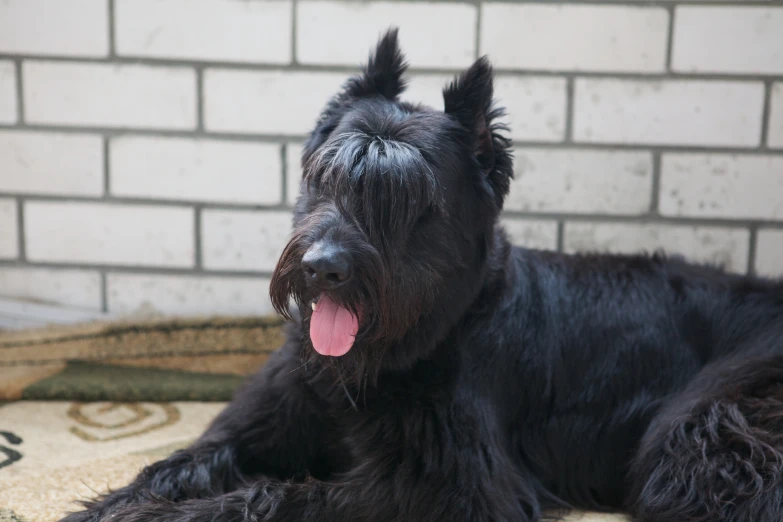 black dog lying next to a brick wall with his tongue out