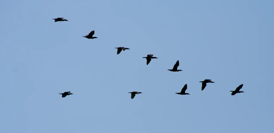 a flock of birds fly through the air