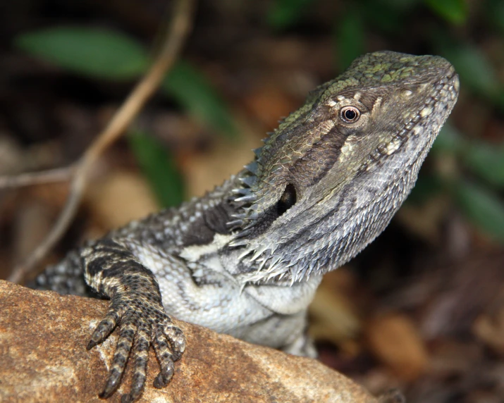 a lizard resting on a rock and looking up