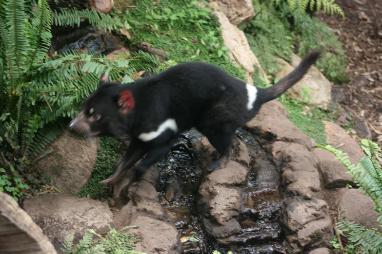 a dog is jumping over some rocks and dirt