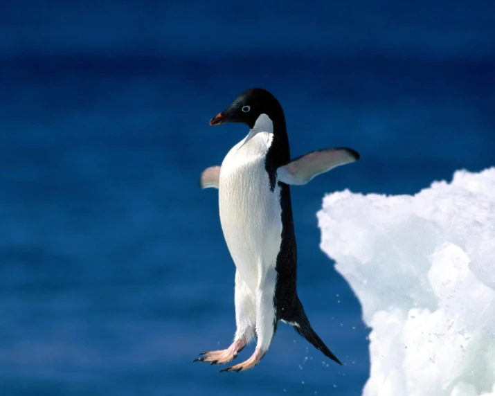 a penguin with one foot in the air