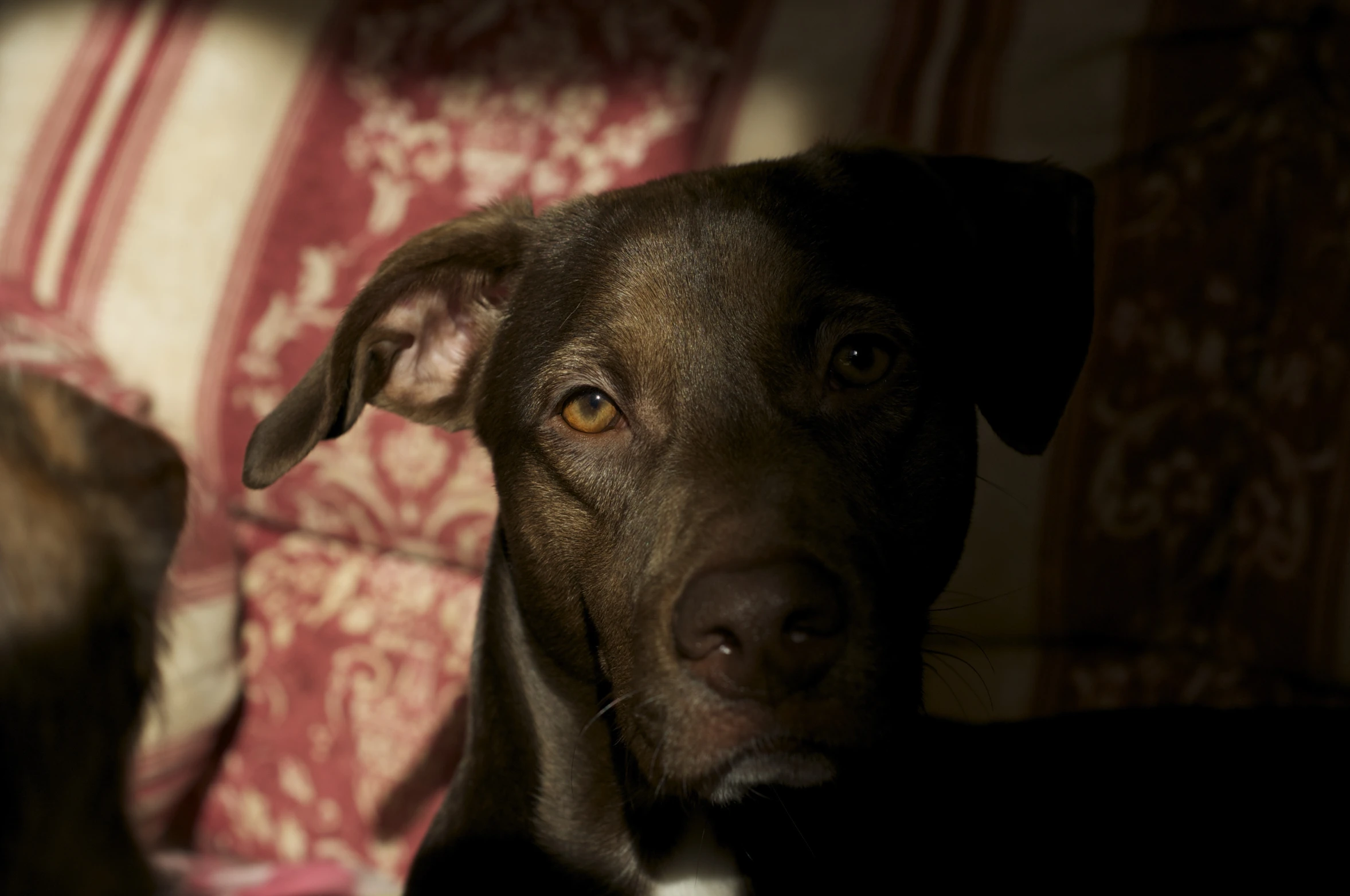 a black dog sitting in front of a red patterned chair