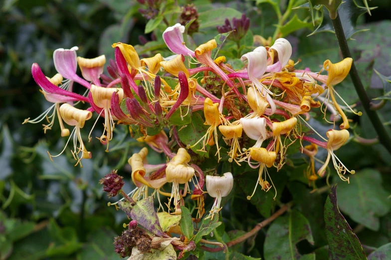 pink, yellow, and white flowers in an open field