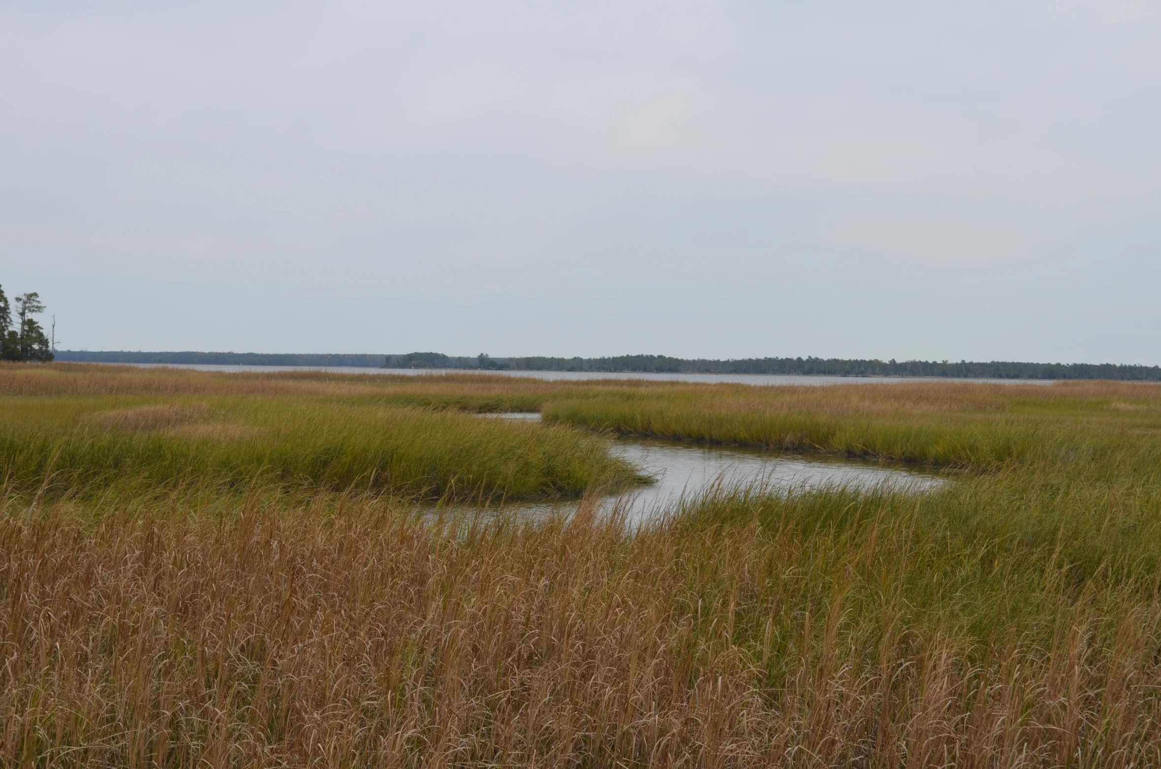 a large body of water surrounded by tall grass