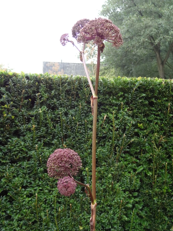 some bushes and plants that are in a garden