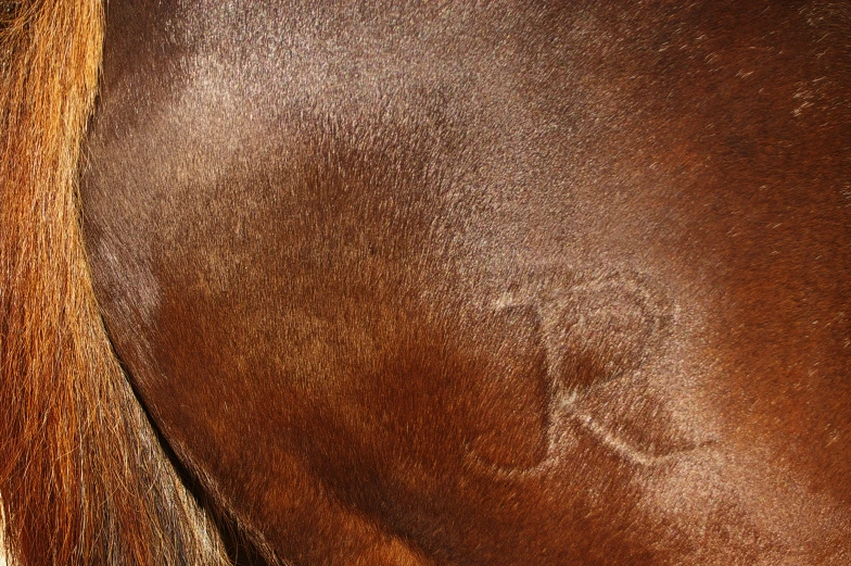 close up of brown leather texture on the horse