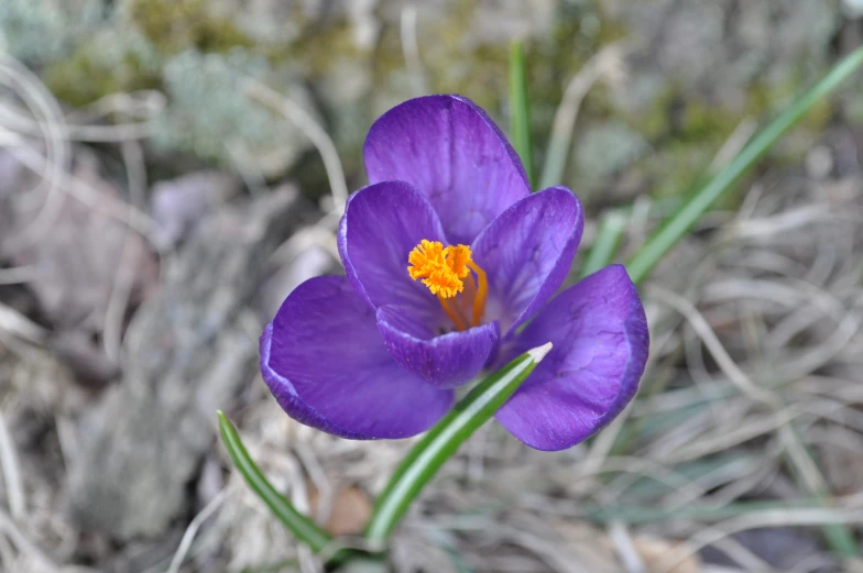 a purple flower in the middle of some grass