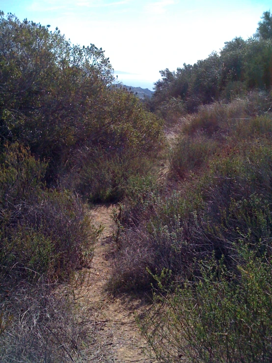 an overgrown area with bushes and dirt in the background