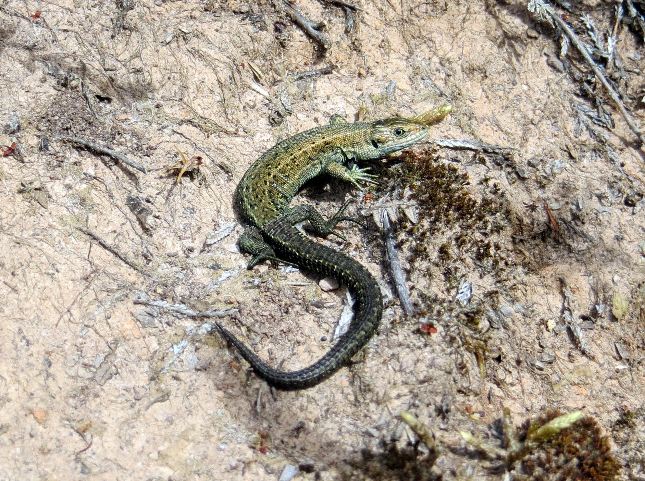 small lizard sitting on the ground outside