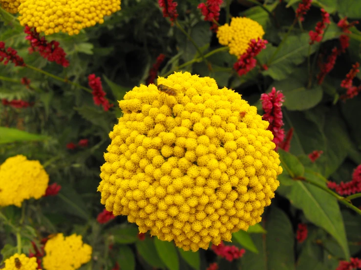the large yellow flower is surrounded by many other plants