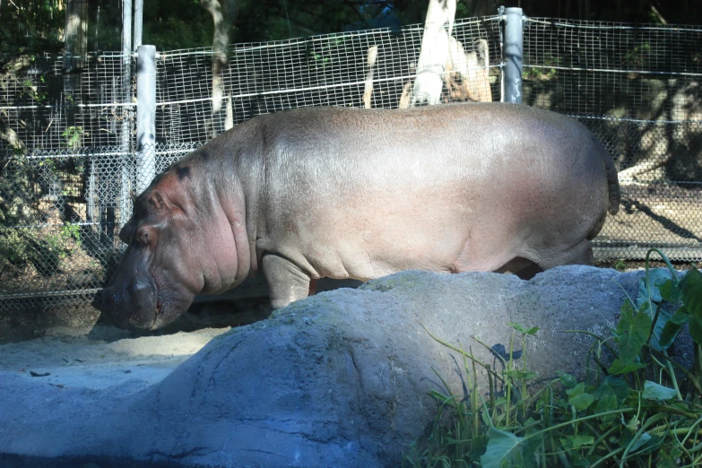 there is a hippo standing beside a fence