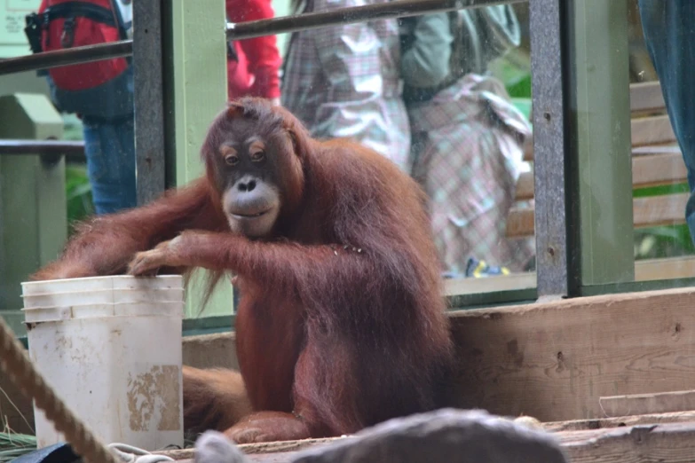 a very cute monkey in a big enclosure