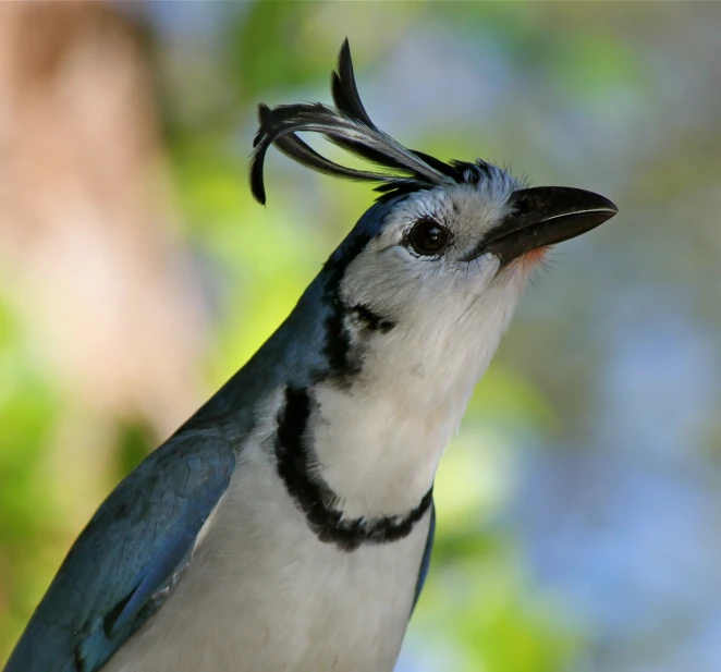 a close up of a bird with hair blown back