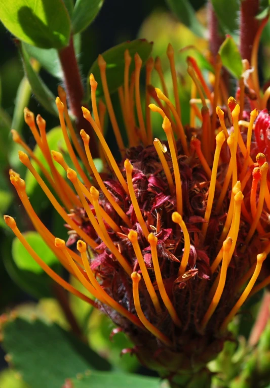 a bright orange flower on a tree nch