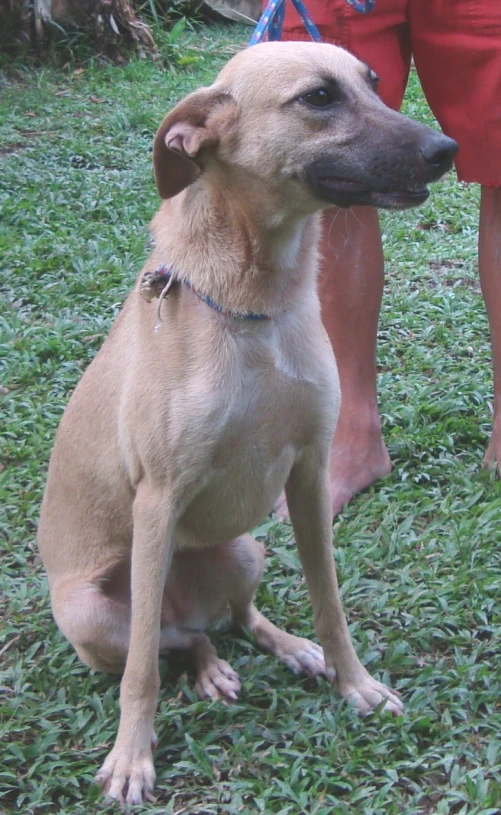 an adorable brown dog sitting in a yard