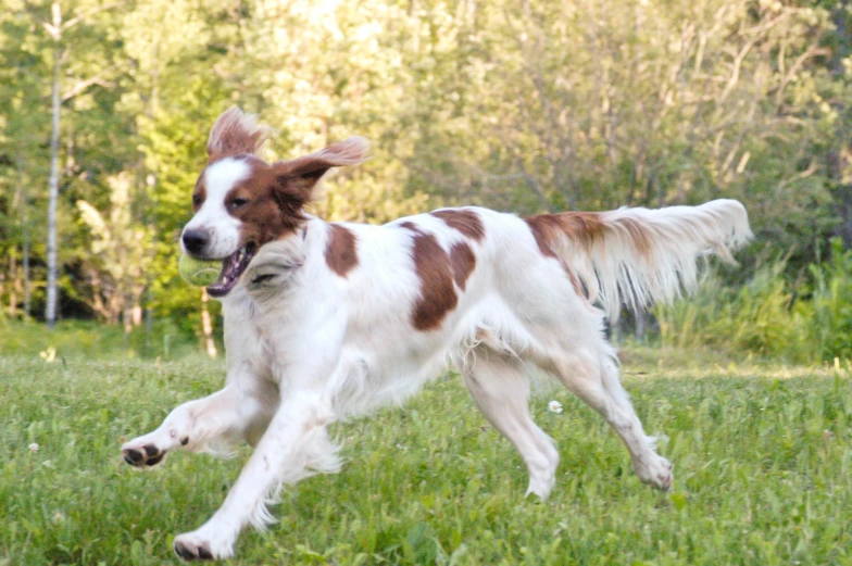 a white and brown dog running across a green field