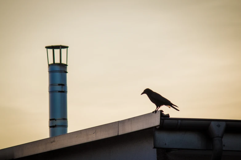 a lone black bird sits on top of the roof