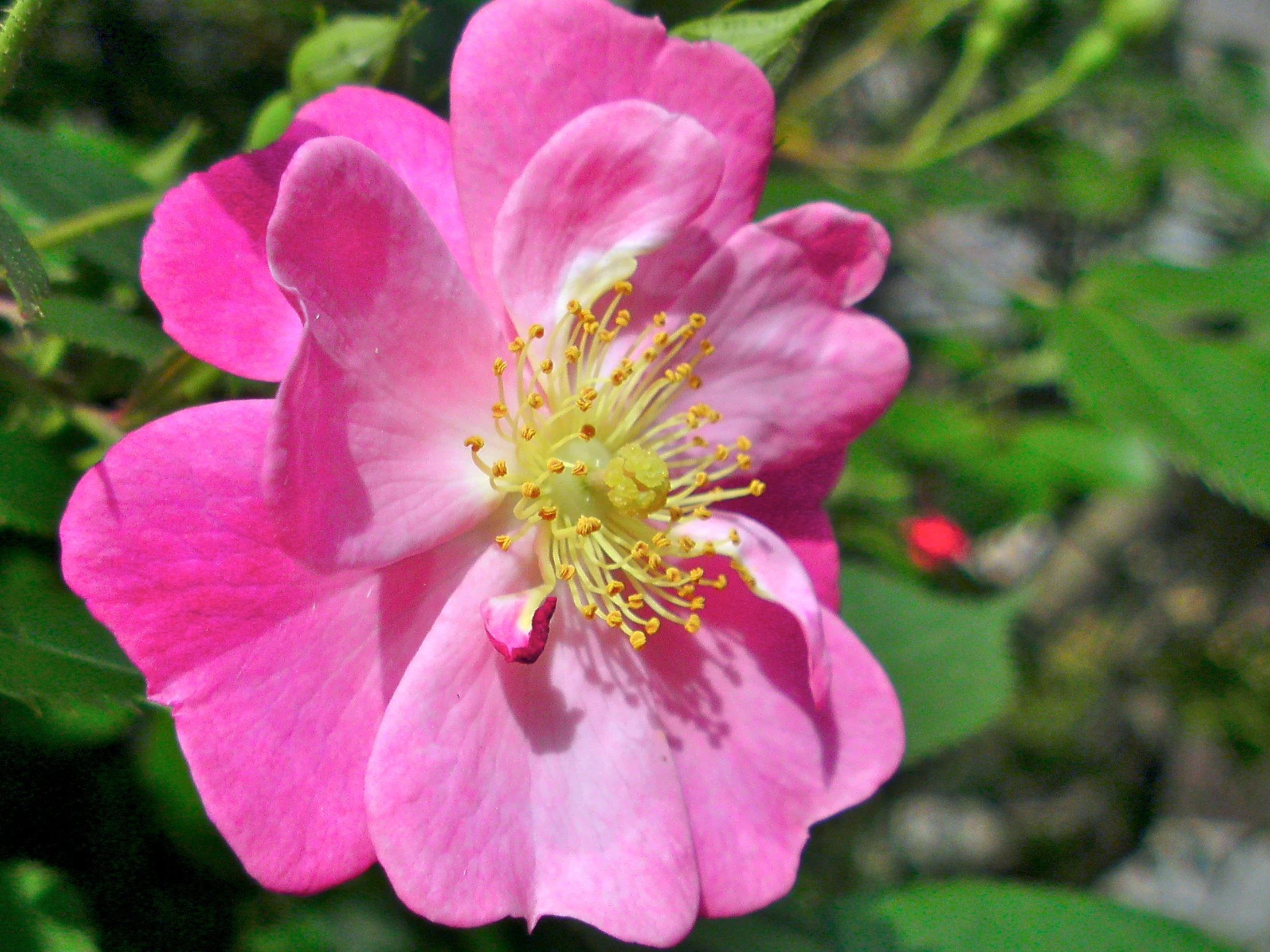 a single pink rose flower growing near a shrub