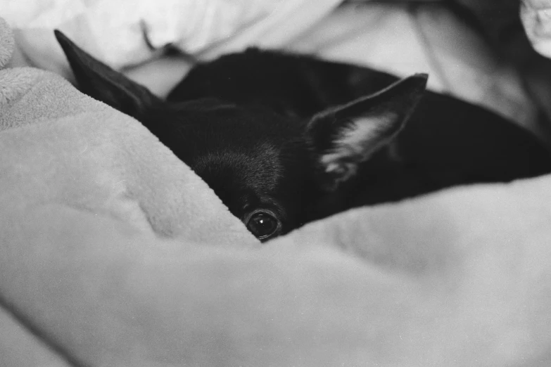 black dog laying down in its bed on it's back legs