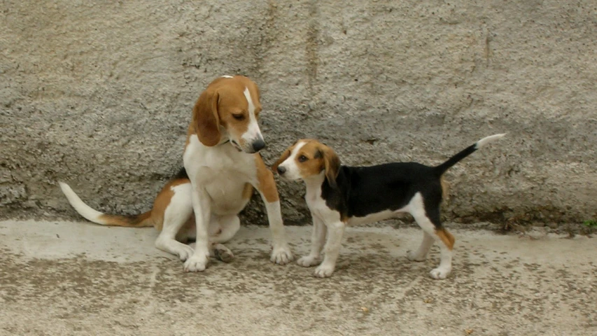 two dogs that are standing next to each other
