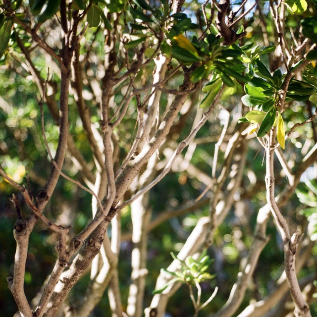 a closeup s of the nches of some trees