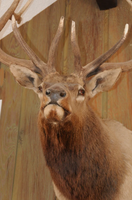 a deer's head with large antlers on it