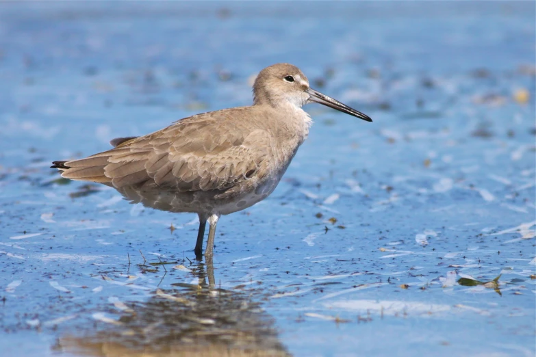 a long - billed bird wading in the water with algae all around