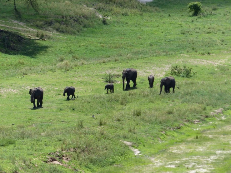 a herd of elephants roaming the green terrain