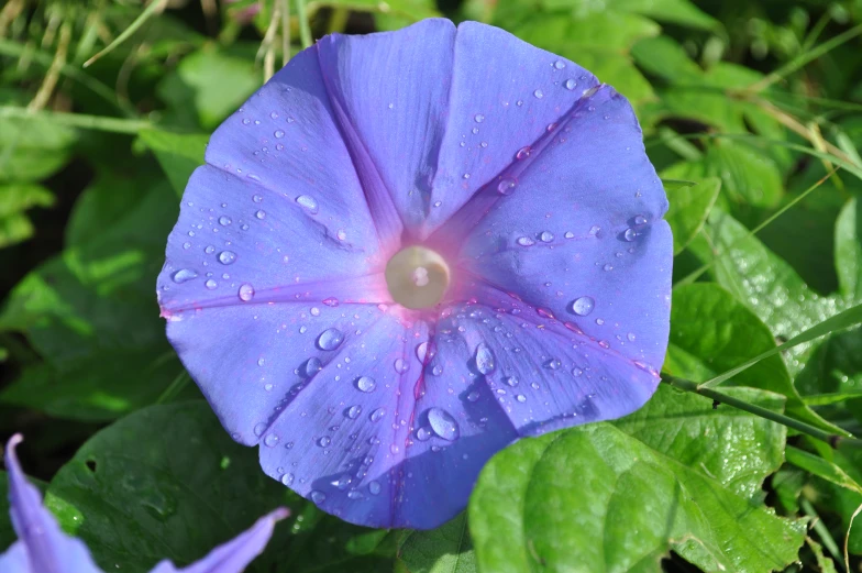 the purple flower has rain drops on it