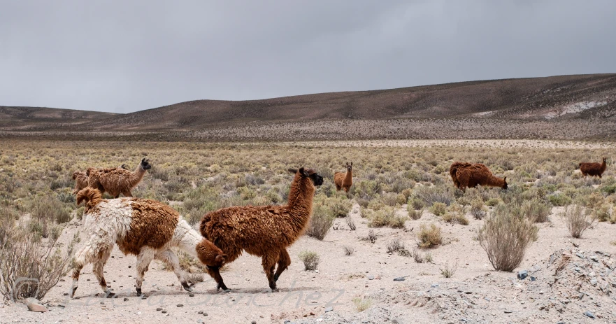 llamas and other animals walking in an open field