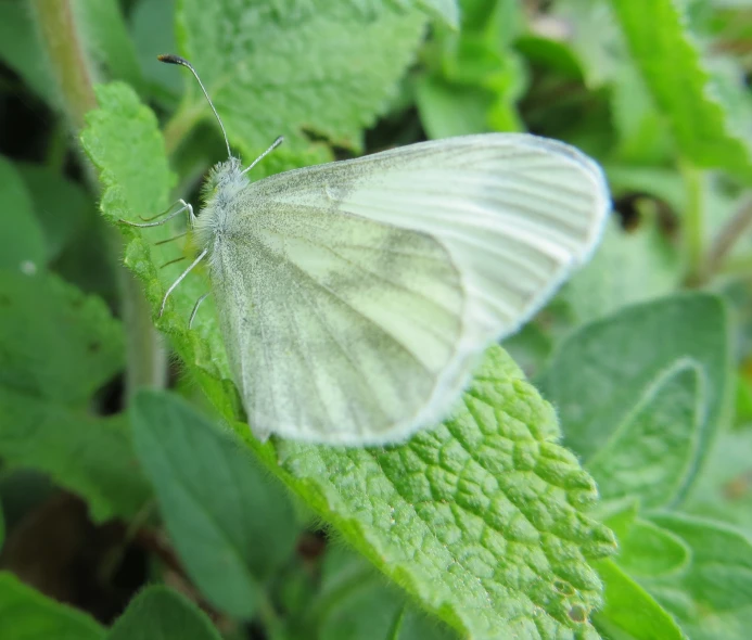 a white erfly is on some leaves