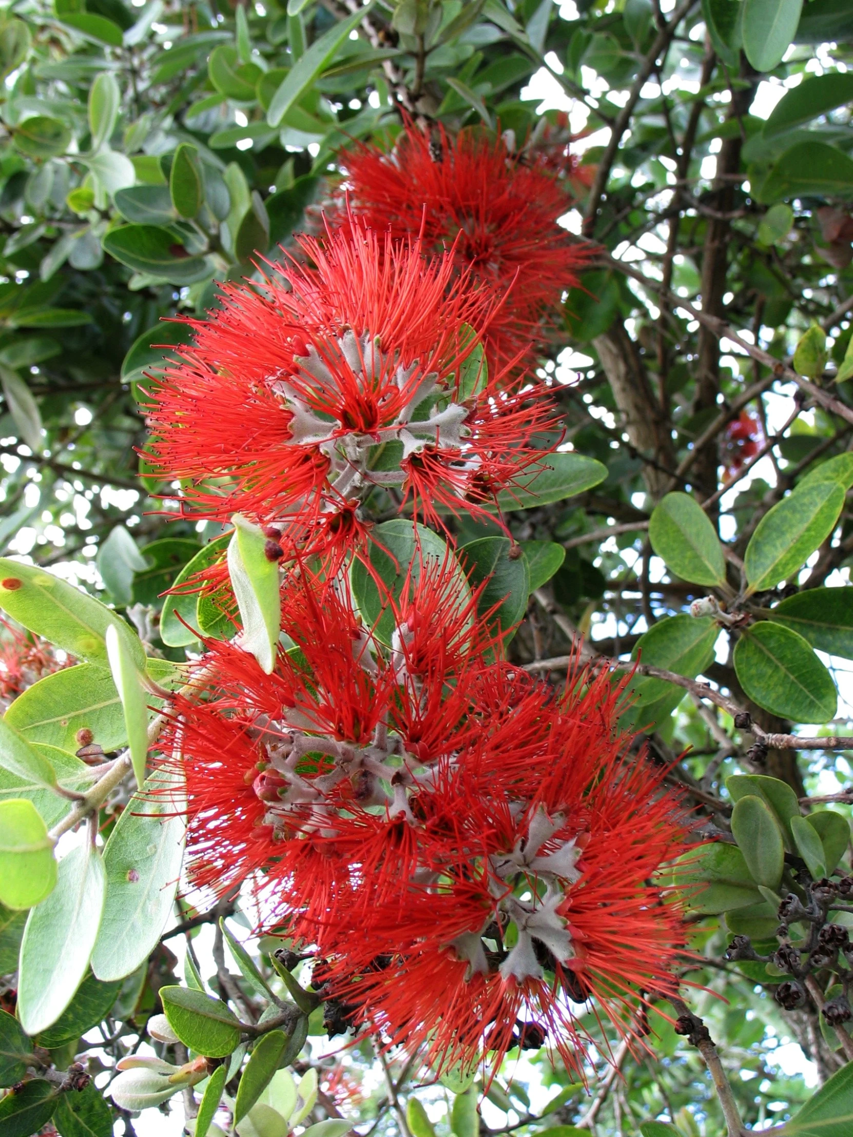 red flowers with green leaves on them are very vint