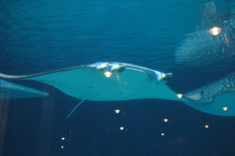 an image of a large fish swimming in the ocean