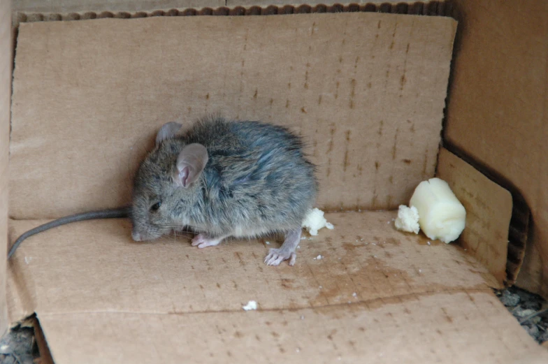 a house mouse inside a cardboard box with peeled er